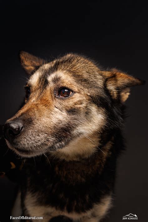 faces of the iditarod|North .